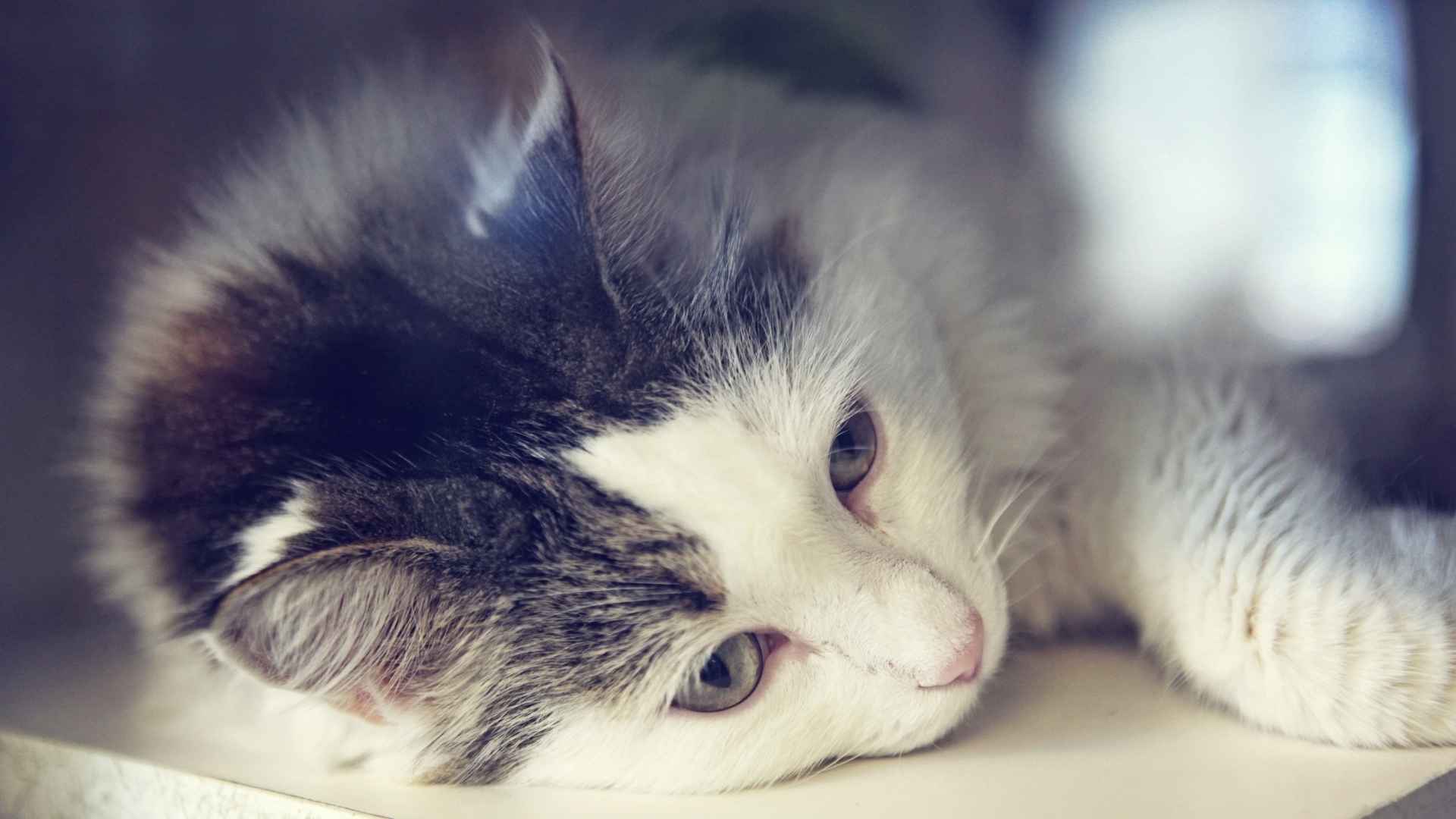 gatos llorando
